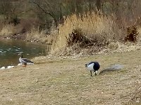 Und der See gefällt auch noch anderen.