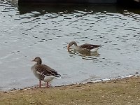 Und der See gefällt auch noch anderen.